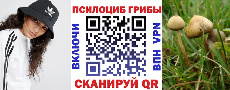 Галлюциногенные грибы прущие грибы  Купить где  Суздаль 